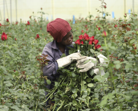 Thorny problems with Valentine’s roses: Invasive bugs and toxic pesticides hurt Kenya’s exports