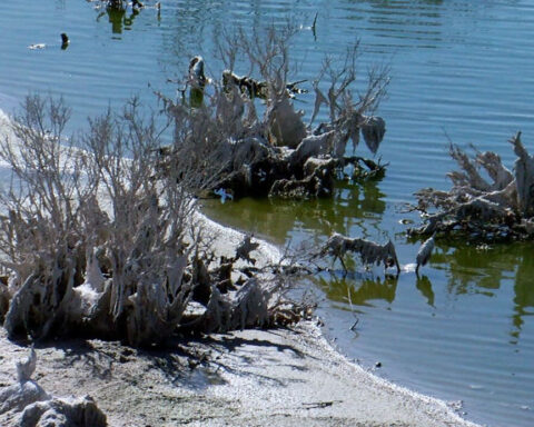 Mistake in the Lake: Record ‘forever chemicals’ levels at lake