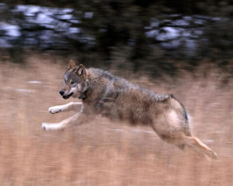 Officials say cow on ranch killed by uncollared wolf