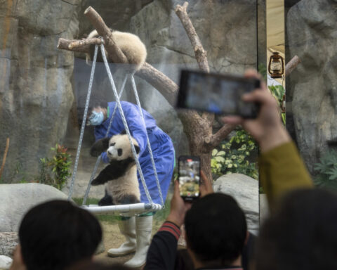 Hong Kong residents compete to name twin panda cubs who just turned 6 months old