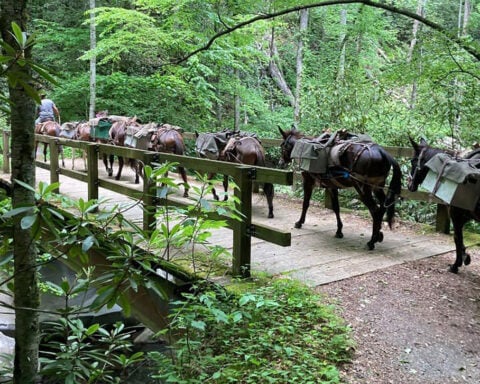 Mules that provided aid after Hurricane Helene struck down on road