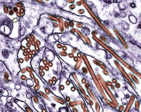 The wind may be partly to blame for bird flu spread between farms, a new study suggests