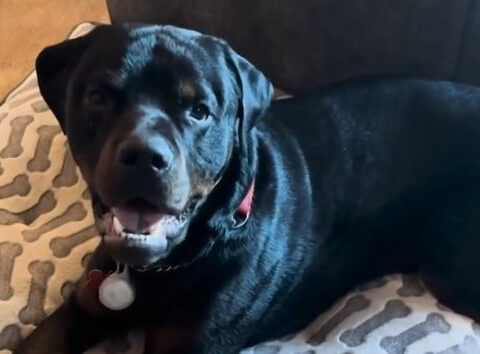 Dog found abandoned at home in Vermont thriving with new family