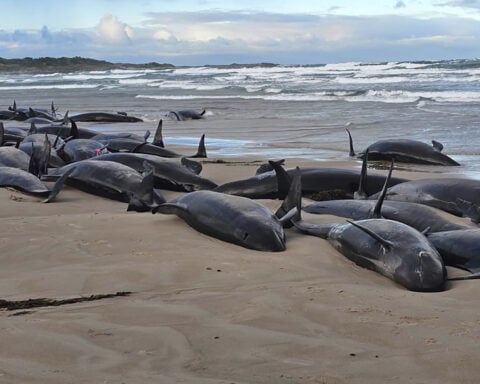 Experts give up hope for 157 false killer whales stranded on a beach in Australia's Tasmania state