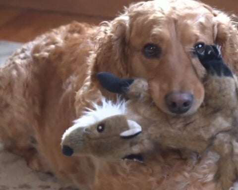 Two-year-old dog and his owner help save a man trapped in his car for hours