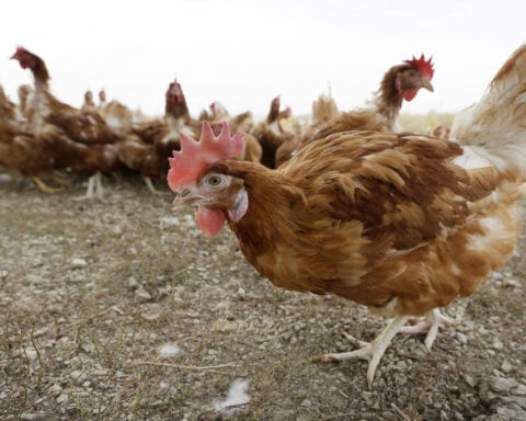 Agriculture Department tries to rehire fired workers tied to bird flu response