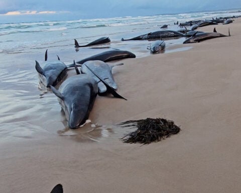 Australia begins euthanising false killer whales after mass stranding