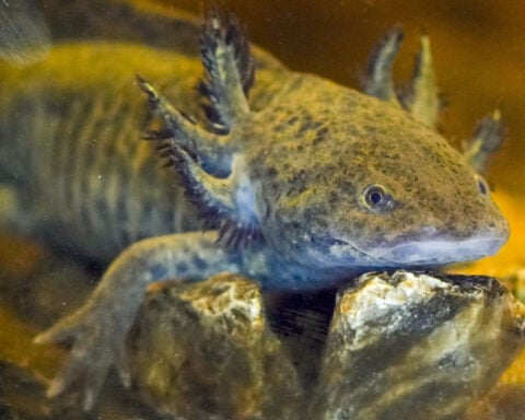 Ancient deity, pet and endangered species. Why is axolotl Mexico's most beloved amphibian?