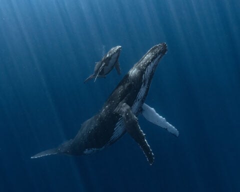 Breathtaking images from the Underwater Photographer of the Year contest
