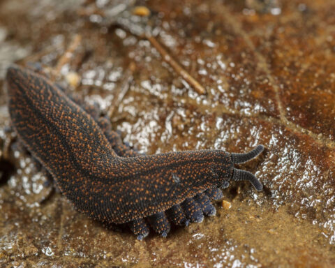 New Zealand’s bug of the year is an ancient worm that spits poison goo