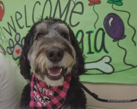 New Jersey school that helps individuals with special needs welcomes its first-ever therapy dog