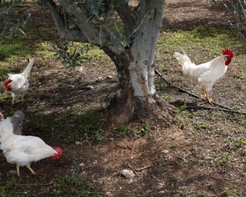 Retired hens revitalise Cyprus olive groves