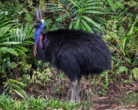 The only animal Australians are afraid of? A bird. Here’s why