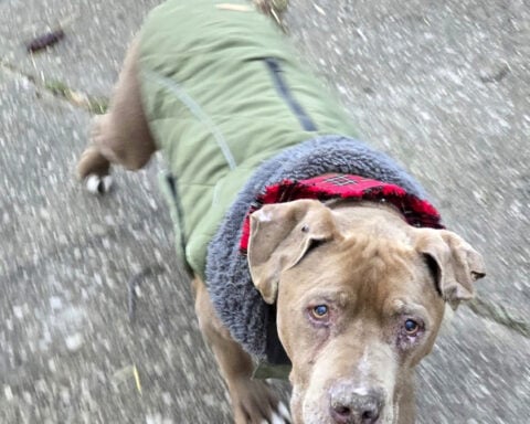 Michigan veterinarian faces theft charge after refusing to return homeless man's dog