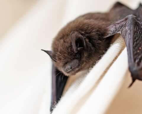 Scientists have identified a new coronavirus in bats, but it’s not a public health threat