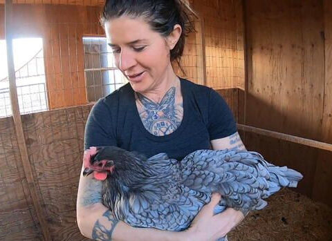 Rooster sanctuary in Colorado warns about impact as people turn to backyard chickens for eggs