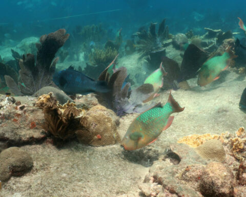 Parrotfish support healthy coral reefs, but they’re not a cure-all, and sometimes cause harm