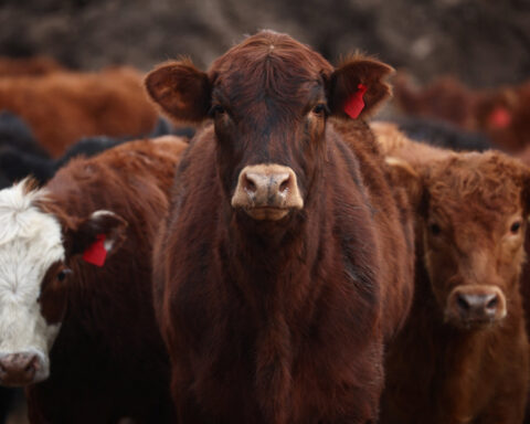 Argentina approves live cattle exports as beef shipments soar