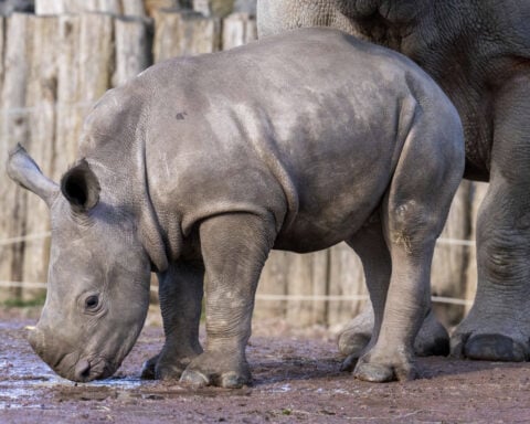 Baby white rhino Nova makes her public debut at Belgium's Pairi Daiza zoo
