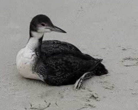 Dead birds found along North Carolina beach prompt warning from police
