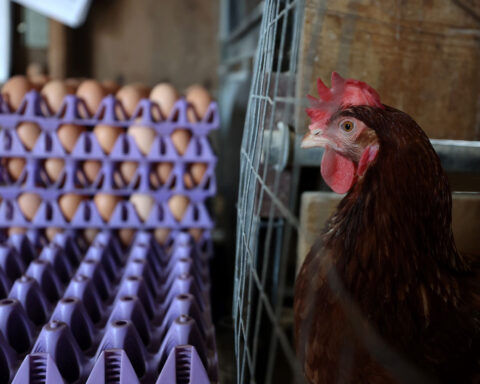 Trump’s got a bird flu plan. So when will eggs stop costing so much?