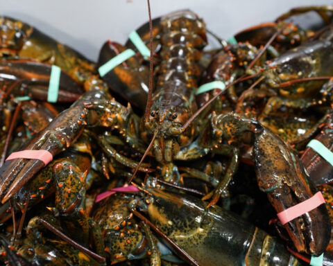 US lobster catch drops as crustaceans migrate to colder Canadian waters