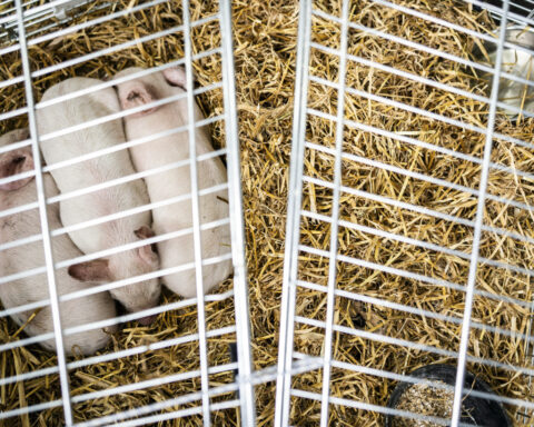 Piglets will be left to starve in a controversial art exhibit in Denmark