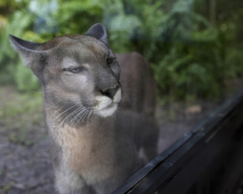 The endangered Florida panther faces the dual threats of urban sprawl and increased traffic