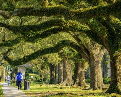 $75 million was awarded to plant trees in places that badly need them. In anti-DEI push, that's over