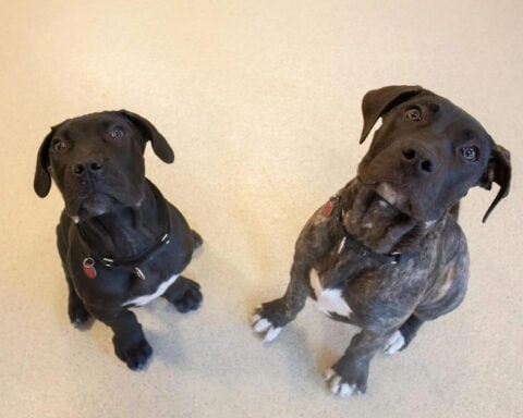 Two puppies found tied to tree in Dedham will be available for adoption