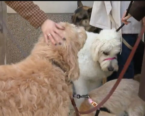 Multiple dogs shocked by metal strip outside apartments