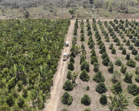 As warming climate hammers coffee crops, this rare bean may someday be your brew