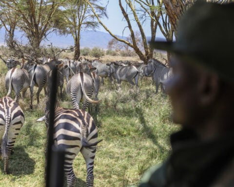 'Wildlife corridors' are encouraged to support Kenya's recovering animal populations