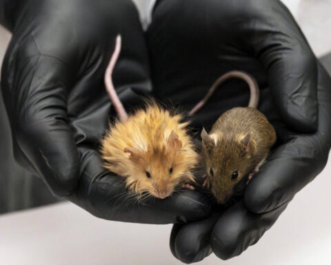 Scientists genetically engineer mice with thick hair like the extinct woolly mammoth