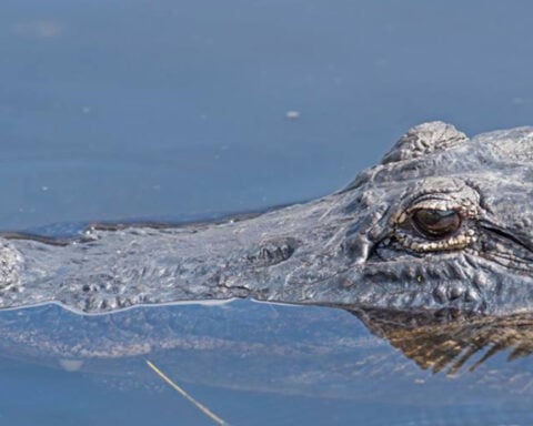 Kayaker bitten by alligator airlifted to hospital