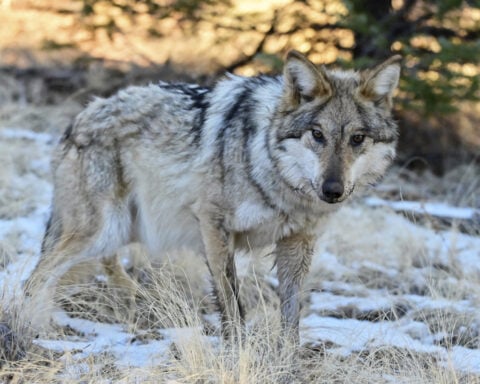 More endangered Mexican gray wolves are roaming the southwestern US, annual survey shows