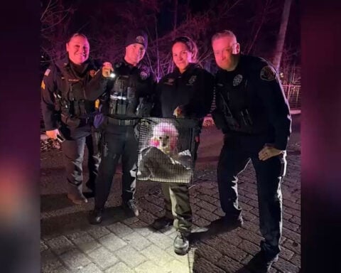 Molly the pink poodle rescued from frigid Passaic River after daring swim