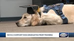 Winni the comfort dog graduates training to support 911 call centers