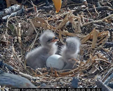 Celebrity bald eagles hatch two eggs after several seasons without chicks