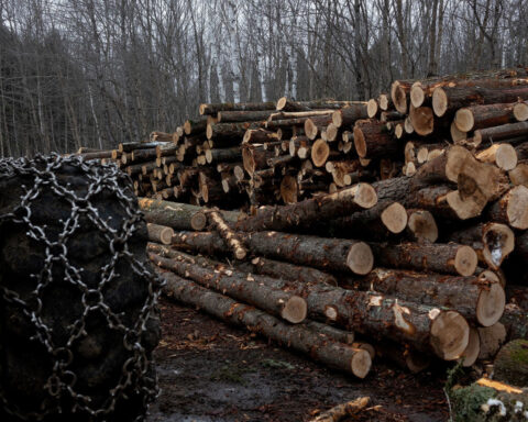 Trump’s Canadian tariffs include lumber. He is pushing to cut down American trees instead.