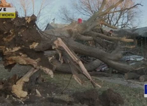 Man wakes to find massive tree crushed his cars after powerful winds