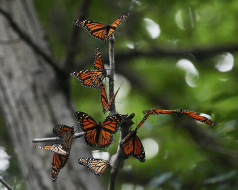 First national analysis finds America's butterflies are disappearing at 'catastrophic' rate