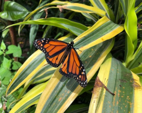 Butterfly populations plummet by 22% in US since turn of century