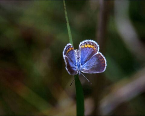 Butterflies declined by 22% in just 2 decades across the US – there are ways you can help save them