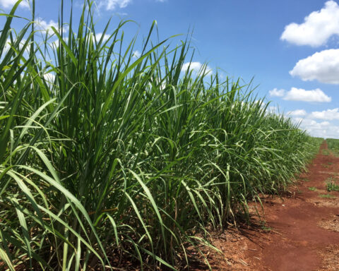 World food prices rose in February on back of sugar rush, UN's FAO says