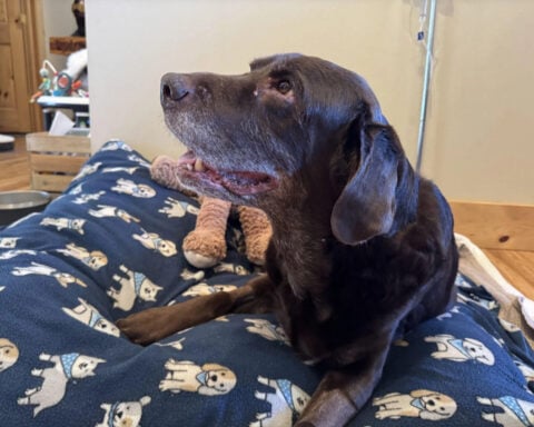'It just felt good to get him back'; Drone helps rescue dog trapped on ice