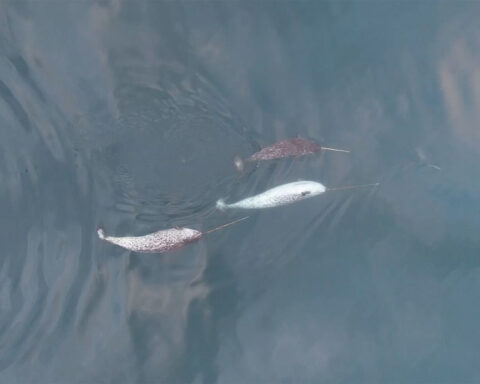 Narwhals may be using their tusks to play, new study finds