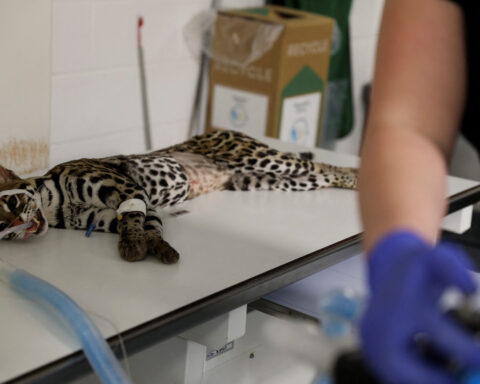 There are fewer than 100 ocelots in the US - these scientists are trying to save them
