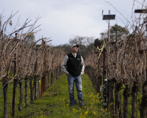 AI made its way to vineyards. Here's how the technology is helping make your wine