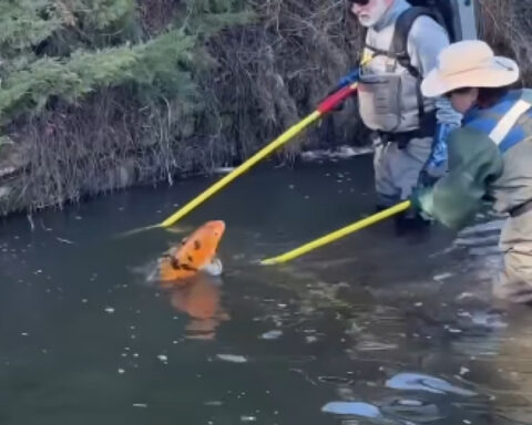 Boise Parks and Rec relocate koi fish for cleanup